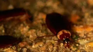 Inside China's cockroach farming boom