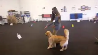 AKC Rally Master Course at a Match