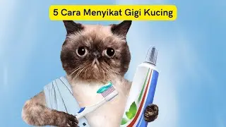 5 Cara Menyikat Gigi Kucing  /  5 Ways to Brush Cat Teeth