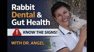 Rabbit Dental Health & GI Stasis: What Every Bunny Owner Needs to Know | Featuring BunBun 🐰
