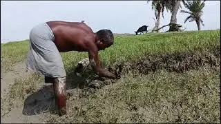 छोटे से नाले में इतना केकड़ा || Catching Mole Crabs || Land Crab Hunting Secret