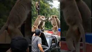 Kelakuan monyet saat melihat cermin #funny #comedy #lucu #viral #ngakak #shortvideo