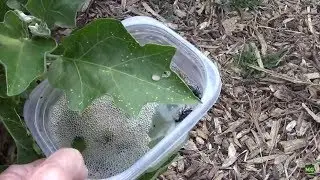 DIY Blister Beetle Control For Minor Infestations on Eggplant.