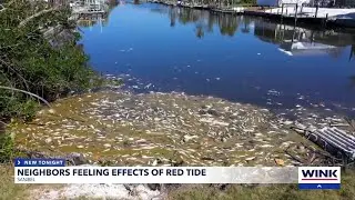 Sanibel's red tide raises health alerts and wildlife concerns