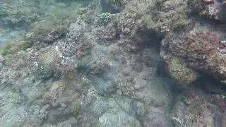 20240718-2 Cryptocentrus nigrocellatus