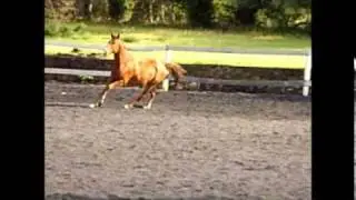 Power Natural horsemanship 1  before and after
