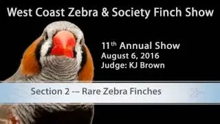 Top 10 - Rare Zebras 2016 West Coast Zebra & Society Finch Show