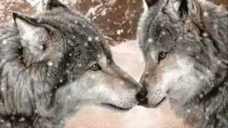 Wolves- Colors Of The Wind