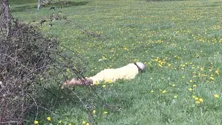 Pissenlit Time !  -  L&eacute;o Aniaba