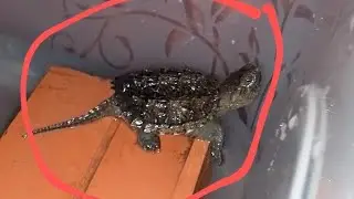 Mình Mới Mua Một Con Rùa COMMON SNAPPING Rùa Lai Cá Sấu!🐊.