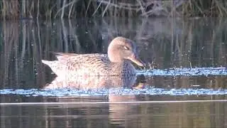 Gadwall, Canapiglia (Anas strepera) female