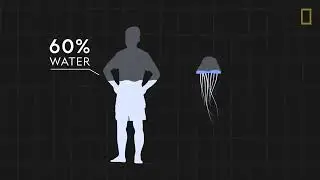 Jellyfish 