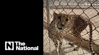 How Al Ain Zoo takes care of its animals