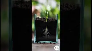 Mini Bell Pepper (compact variety) 🫑 #feedshorts #shortvideo @Seed-e7c
