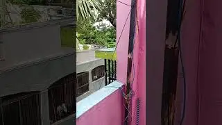 crow eating eggs (2)