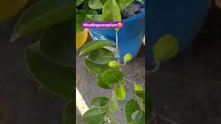 #cocoplum #plants #containergardening