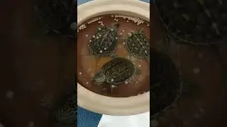 🐢🐢How to Feed Baby Turtles#shorts #turtle #feedshorts
