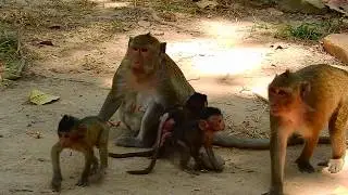 Adorable baby monkey jilla mia and delena