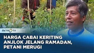 Harga Cabai Anjlok di Majene Petani Mengeluh Jelang Ramadan