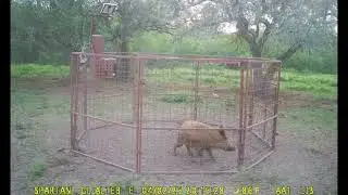 Trapped 126 wild hogs in South Texas. 43 drops of cellular activated hog traps from January to July