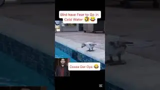 Tiny Bird&rsquo;s Hilarious Struggle with Cold Water | Parinda dar rha pani se 😂 #funnybirds  #relatable