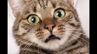 FIX CAT BEHAVIOR with CALM SOUNDS - made by Mr. Relaxing Music