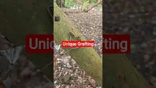 Grafting unique 🌳 #youtube #shorts #shortvideo #fyp #grafting #usa