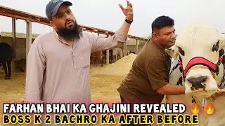 Farhan Bhai Ka GHAJINI Finally Revealed🔥 | 2 Bachray With After & Before | Amazing Cattles Pakistan