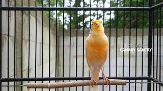 Is Your Canary Silent⁉️🤫 Try This MAGICAL LURE for 5 Minutes!