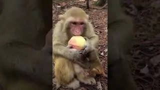 Cute baby monkey 2021