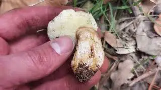El Boleto casta&ntilde;o. Gyroporus castaneus. Cuidado no confundir con el rar&iacute;simo G. ammophilus, de dunas