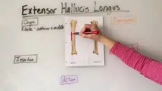 Extensor Hallucis Longus Muscle Anatomy
