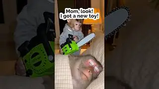Mom, look, I got a new toy! Baby monkey shows off ... 🐒😱