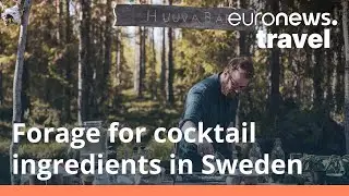 Discover the forest bars in Sweden where all the cocktail ingredients are foraged