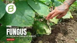 PIPINO: SOLUSYON SA INSEKTO AT FUNGUS | THRIPS, WHITE FLY, DOWNY MILDEW | PANGUNGULOT NG DAHON