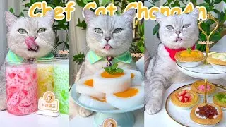 Best Of Chef Cat ChangAn Tiktok Compilation | Cat Cooking Food | Cute Cat Videos