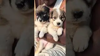 cute puppies love #pets #love