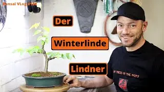 Der Lindner - Die Winter - Linde geht in die Schale [Umtopfen & Drahten] | Bonsai VLog #106