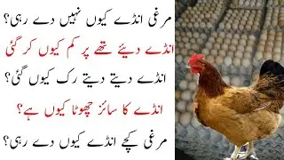 5 Mistakes Why Chicken Not Laying Eggs || Murghi Anda nahi dy rahi