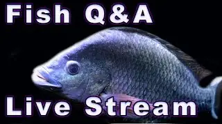 Fish-Keeping Q&A! Bring All Your Questions!