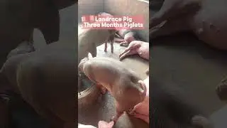 Landrace pig #pig #farm