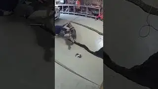 German Shepherd Saves Owner Seconds Before Disaster Strikes #pets #dogs #hero