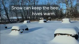 Снег может согревать пчелиные ульи.