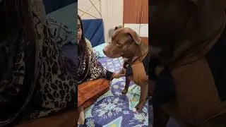 #shortvideo #ytviral #pitbull #pitbulldog #jalebi #sweetlover #subscribe