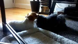 Chihuahua Cleaning Cats Ears