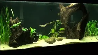 Giant Danios Schooling In The Planted Tank