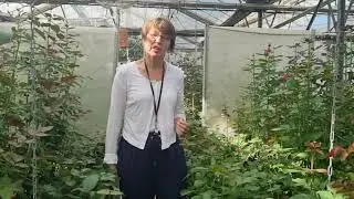 Shelters and food sources for auxiliary insects of indoor and outdoor crops