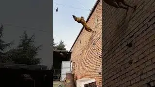 Horse dog spirit 11 year old puppy