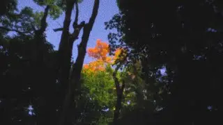 Looking for Autumn Colors - Thingify Pinhole Pro X 18-36mm + Sony A7S II