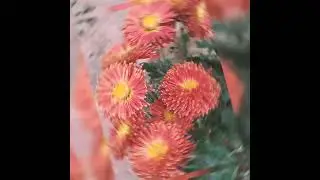 #flowershot